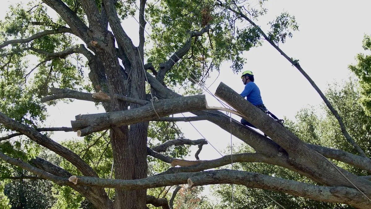Professional Crown Thinning performed by certified arborists in Simpson