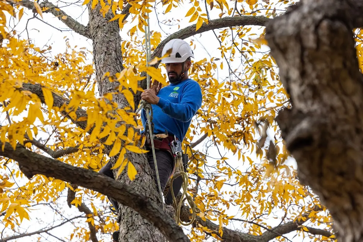 Skilled Tree Transplanting crew working in Simpson